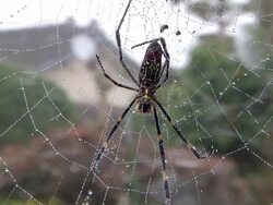 HD: Close-up of spider on web (video) Stock Footage