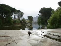 Playing Fetch Stock Footage