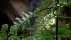 Eggs of Maria's Giant Glass Frog (Nymphargus mariae) in the Ecuadorian Amazon with a waterfall in the background Stock Footage