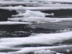 Polar Bear swimming in the Arctic and Northwest Passage News Clip