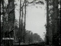 Clearing trees Instructional Video
