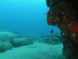 MS Shot of Single spotted ragged tooth shark swimming around reef and above rippled sea floor with various fish including goldies and cardinal fish / Sodwana Bay, KwaZulu Natal, South Africa Stock Footage