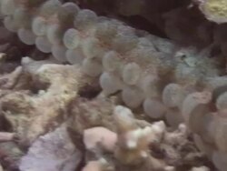 Sea Cucumber Stock Footage
