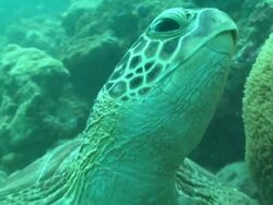 Green turtle close up Borneo, Malaysia, Southeast Asia Stock Footage