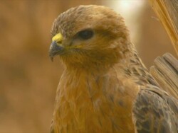 CU steppe buzzard standing in date plantation / Eilat, Negev Desert, Israel Stock Footage
