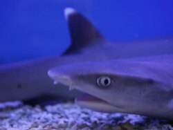 shark in the water Stock Footage