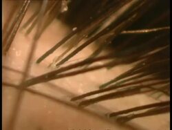 ECU, track through black hair, showing interaction with skin Stock Footage