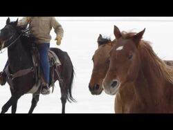 Slow motion of horses running. Stock Footage