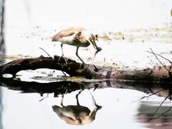 Great White Egret eating fish. Stock Footage