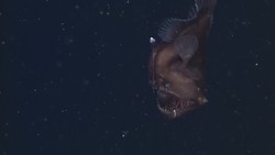 Eight Incredible Deep Sea Oddities Instructional Video