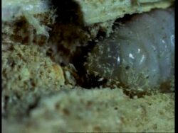 BCU Deathwatch Beetle larva Stock Footage
