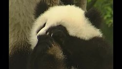 Giant pandas chewing on tree bark News Clip