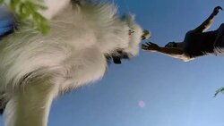 SLO MO Playing with a dog in the park Stock Footage