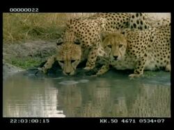 CU 2 Cheetahs drinking at water, one sits up Stock Footage