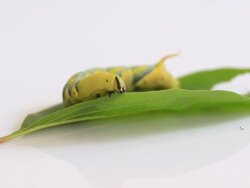 Caterpillar eating green leaf Stock Footage