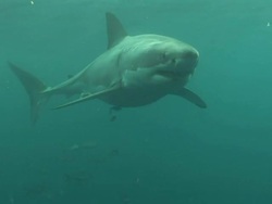 Low Angle hand-held - A great white shark swims past dangling bait, then tries to grab it. Stock Footage