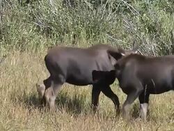 MS Shot of two moose calves play fighting / Grand Lake, Colorado, United States Stock Footage