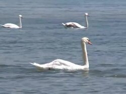 swans Stock Footage