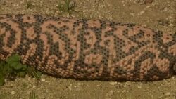 A Gila monster rests on the desert floor. Stock Footage