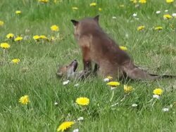 MS Red fox playing in meadow / vieux pont en auge, Normandy, France Stock Footage