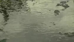 Insect Water skaters Stock Footage