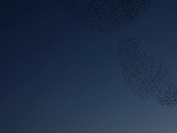 Starlings (Sturnus vulgaris) flying over Chichester train station in West Sussex, UK Stock Footage