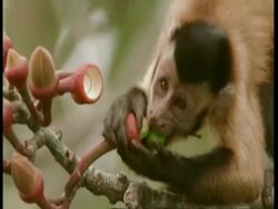 CU Brown Fronted Capuchin taking fruit in its mouth and moving off, South America Stock Footage