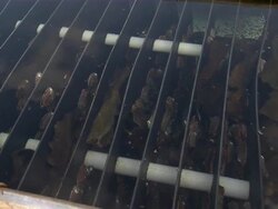 Zoom in to abalone growing in their tanks. Stock Footage