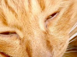 Kitty Close Up Face Stock Footage