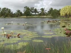 Tropical swamp  60i Stock Footage
