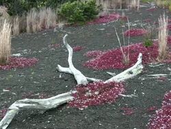 Volcanic landscape in Hawaii Stock Footage