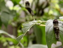mariposa buterfly 5 caterpillar Stock Footage