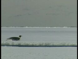 MS Emperor penguins sliding across ice on bellies, left to right, Antarctica Stock Footage