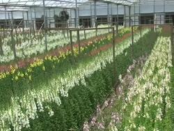 Snapdragons (Antirrhinum Majus) Stock Footage