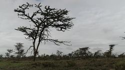 Mountains and plains of the Ol Pejeta Conservancy News Clip