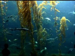 Aquarium Scene with Silhouetted People 3 Stock Footage