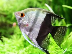 Angelfish Stock Footage