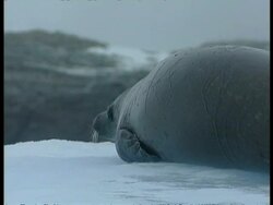MS seal lying on small iceberg, bobbing up and down, Antarctica Stock Footage