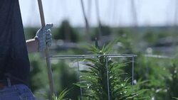 Outdoor Colorado Marijuana farm Stock Footage