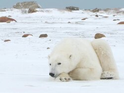 MS Polar bear sleeping on snowy landscap / Churchill, Manitoba, Canada Stock Footage