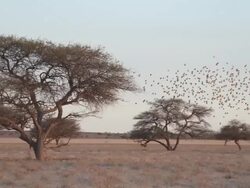 WS SLO MO TS PAN Small bird flock flying from tree   / Central Kalahari Game Reserve, Botswana Stock Footage