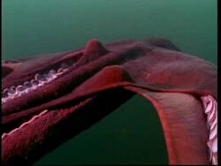 North Pacific Giant Octopus (Enteroctopus dofleini) swimming with arms splayed Stock Footage