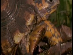 CU Tortoise emerging from shell and walking through frame, Amazon Stock Footage