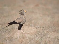 MS SLO MO TS Secretary bird walking through scrub   / Central Kalahari Game Reserve, Botswana Stock Footage