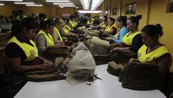 CLEAN : Tobacco industry invigorates economy in northern Nicaragua News Clip