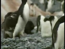 MS Adelie Penguins, Pygoscelis adeliae, juveniles chasing adult penguin over rocky ground, Antarctica Stock Footage