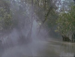 WA Mist over mangrove swamp, Sunderbans, India Stock Footage