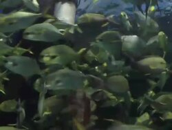 Aquanaut feeding fish in aquarium. Stock Footage