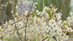 spring bloom on fence with barbed wire Stock Footage
