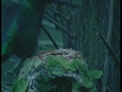 MCU Hummingbird flies onto nest, South America Stock Footage